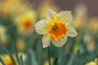 Spring Daffodil Flower in Bloom