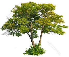 Cutout green tree. Majestic maple