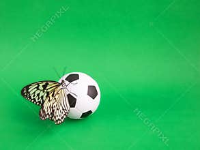 Close-up soccer ball with butterfly in a grass field. Butterfly is the Idea of Leuconoy.