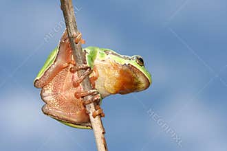 Little frog