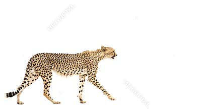 Cheetah walking isolated in white background