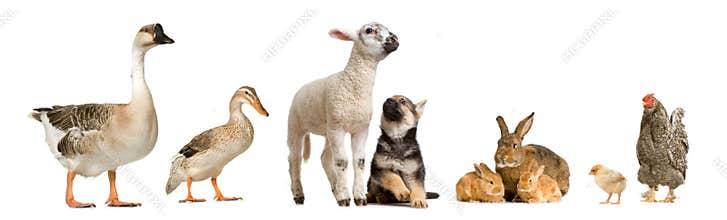 Farm animals