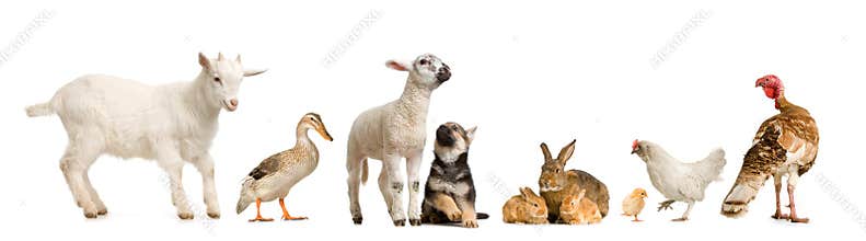 Farm animals