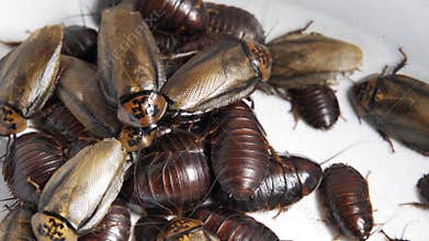 Crawling cockroaches close-up, top view. Many pests, disgusting insects.