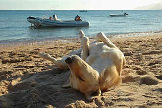 Relaxed dog
