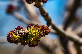 Close up of buds of Fraxinus americana, White Ash macrophotography.