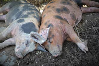 Baby pigs sleeping in mud farm mammals dirty animals
