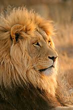 Big male lion
