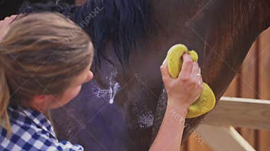 Girl Giving A Bath To A Dark Bay Horse Wiping The Body Of The Horse Using Sponge