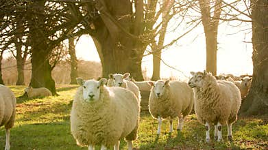Sheep grazing, walking in a field with trees in the countryside at sunset or sunrise