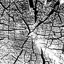 Vector wood texture on white background. Cross section of stump
