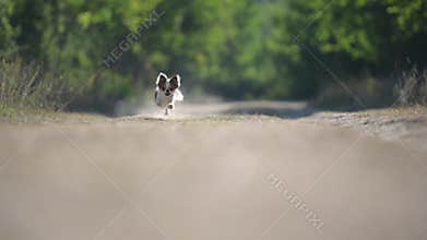 one little chihuahua pet dog running fast during outdoor training in green park