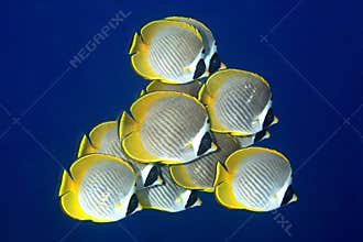School of Butterflyfish