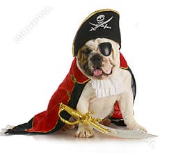 Dog pirate