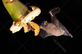 Lonchophylla robusta, Orange nectar bat The bat is hovering and drinking the nectar from the beautiful flower in the rain forest