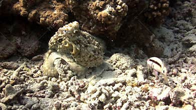 Octopus poulpe masked underwater on background of amazing seabed in Maldives.