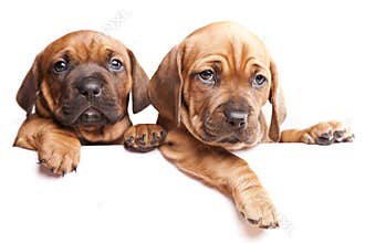 Two dogs send a message!