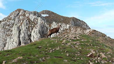 Rupicapra grazing on mountain peak in spring