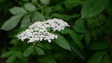 Blooming elderberry, rain watering elderberry flower slow motion
