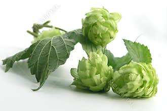 Hop