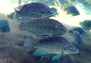 A school of while tilapia inside a fish tank