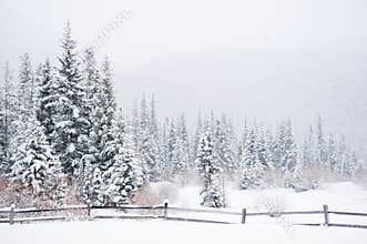 Winter Landscape