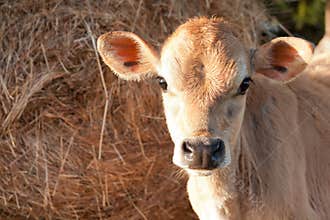 Closeup of friesen dairy cow calf
