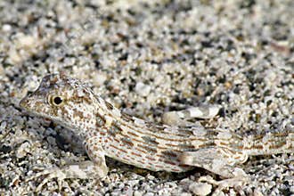 Lizard Camouflage