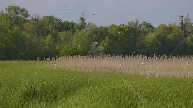 Many river gulls hunt fish in lakes, rivers, and canals. Seagulls fly over