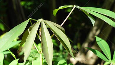 Cassava Leaves in the morning