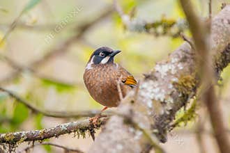 Black-faced laughingthrush (Trochalopteron affine) sitting on the branch in forest at mountains