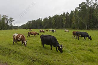 A herd of cows in a meadow near a coniferous forest