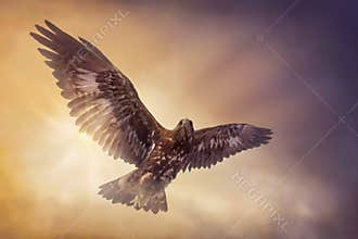 Eagle flying