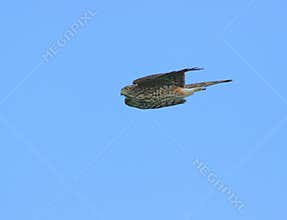 Sharp-shinned Hawk