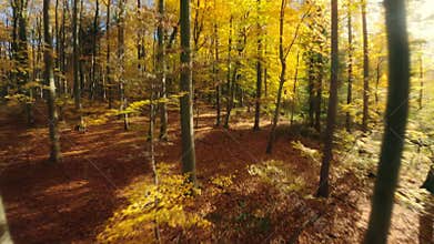 Flying through a forest in autumn colors