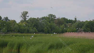 Many river gulls hunt fish in lakes, rivers, and canals. Seagulls fly over