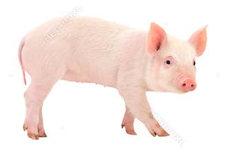 Pig on white