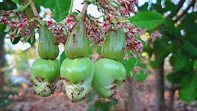 Video of cashew or young monkey guava.