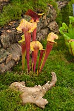 Insect eating pitcher plant
