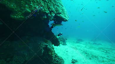 Tropical fish glide near ancient rocks beneath clear ocean waters