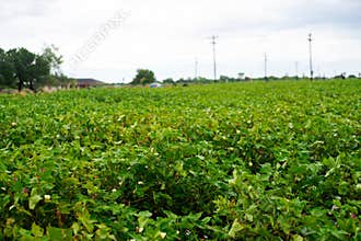 Large cotton farm industry in Raymondville, Texas with power lines in background, yellow and pink cotton blooms during