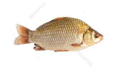 Crucian isolated over white