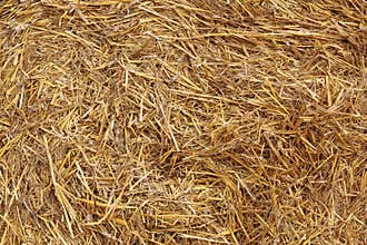 Hay texture