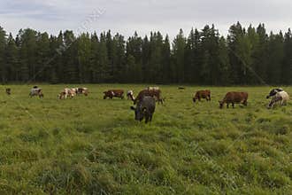 Several cows in front of a coniferous forest