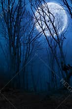 Dark night forest