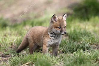 Red fox, Vulpes vulpes