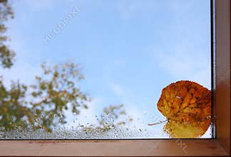 Autumn window