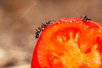 Team of decorative funny ants carrying cherry tomatoes. They help in making salad