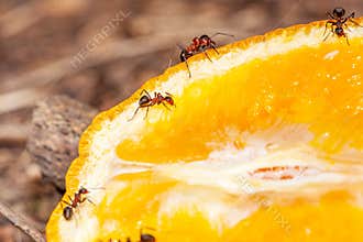 Black ant eating sliced orange on the dish. Selective focus