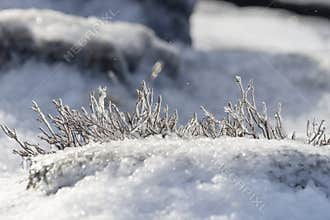 A frozen bush in the snow